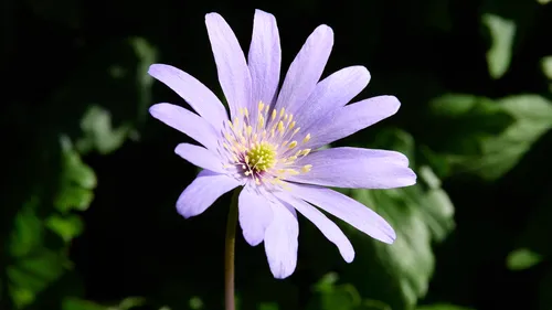 The image is a still life photograph featuring a single blue anemone as the main subject, captured in the afternoon during the spring season. The blue anemone stands out vividly against a backdrop of green leaves, which emphasizes its delicate structure and color. This close-up shot highlights the intricate details of the plant, from the pale purple-blue petals to the yellow stamens at the center. The photograph focuses solely on the blue anemone as a representative of spring plants, offering a factual study of its appearance under bright daylight conditions.